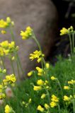 Смотреть изображение Draba bruniifolia