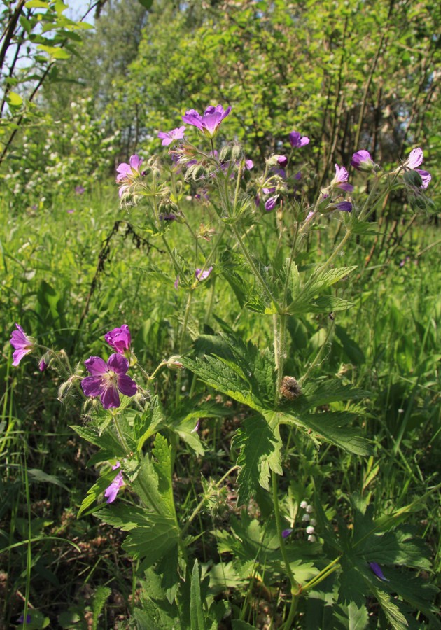 Изображение особи Geranium sylvaticum.