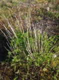 Tanacetum vulgare