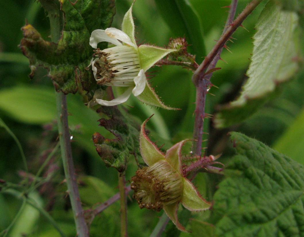 Изображение особи Rubus matsumuranus.