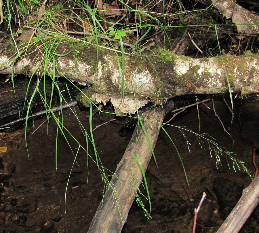 Image of Agrostis tenuis specimen.