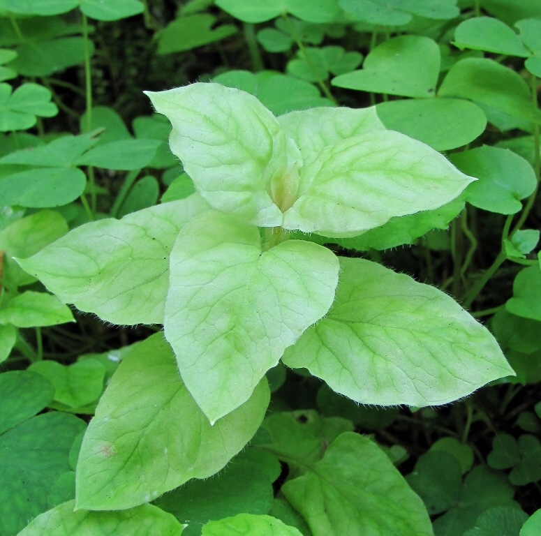 Изображение особи Stellaria nemorum.