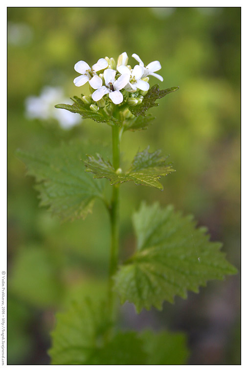 Image of Alliaria petiolata specimen.