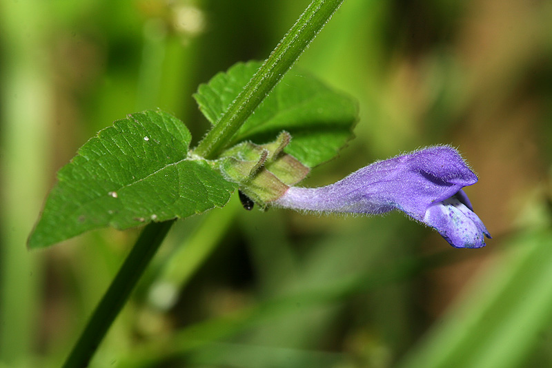 Image of Scutellaria galericulata specimen.