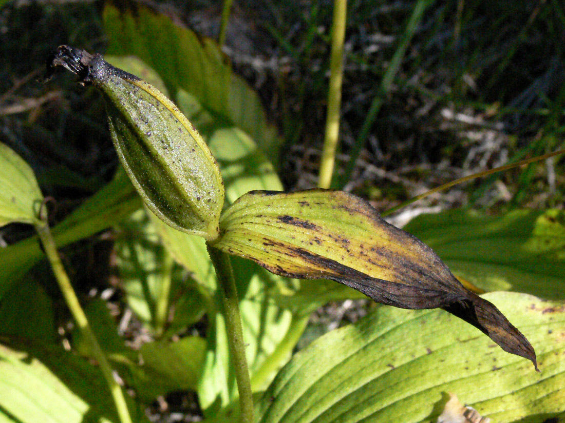 Image of Cypripedium calceolus specimen.