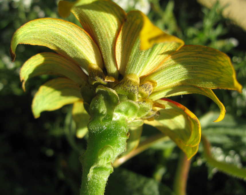 Image of Zinnia angustifolia specimen.