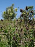 Dipsacus fullonum