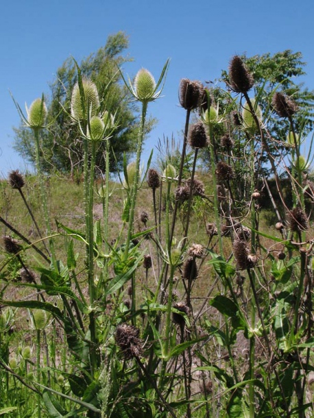 Image of Dipsacus fullonum specimen.