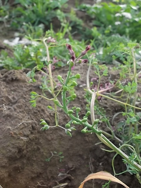 Image of Fumaria officinalis specimen.