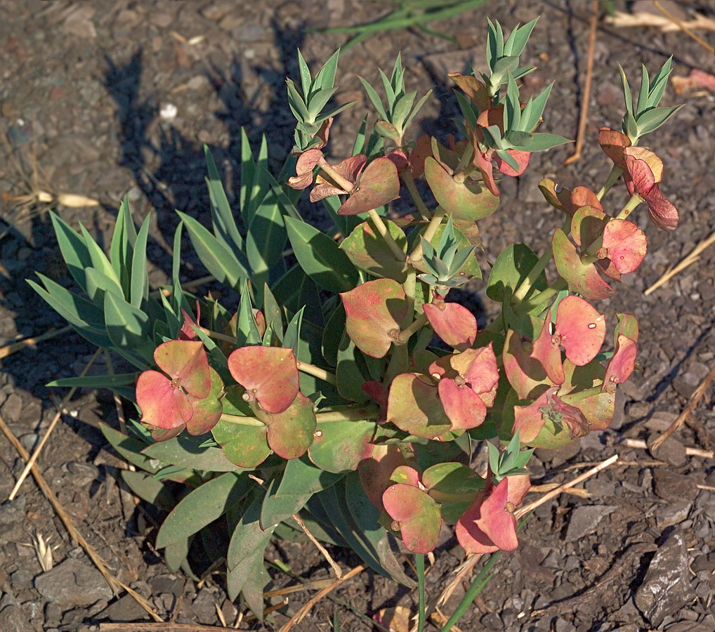 Изображение особи Euphorbia rigida.