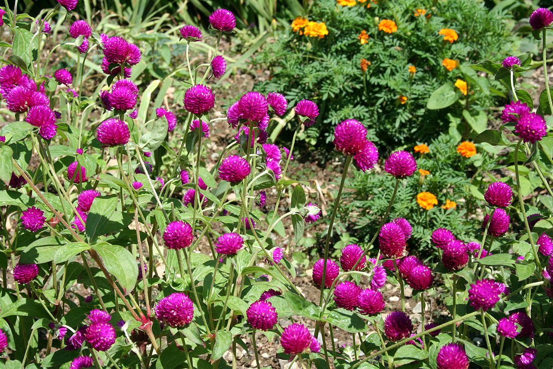 Image of Gomphrena globosa specimen.