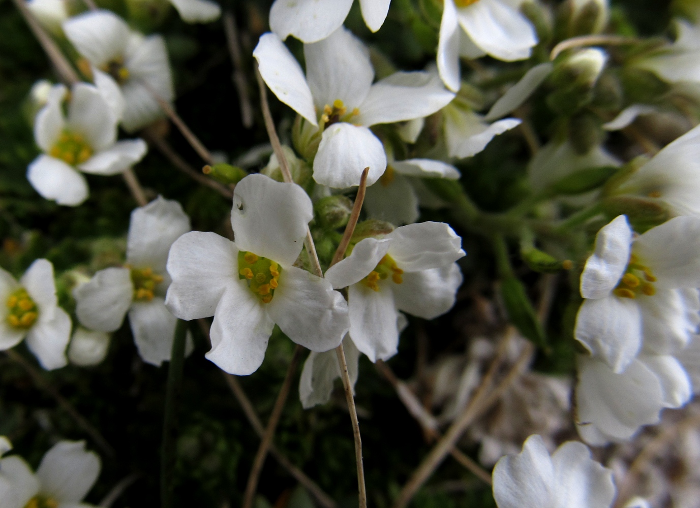 Изображение особи Draba dedeana.