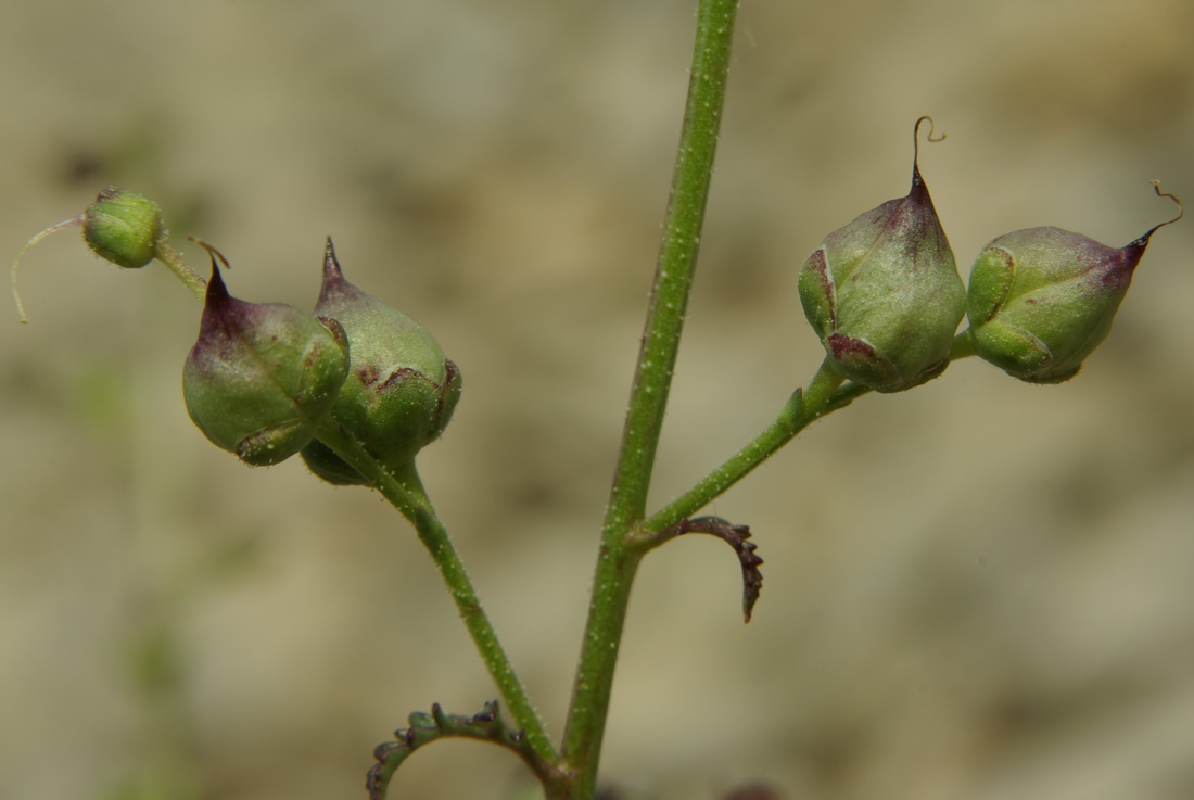 Image of Scrophularia exilis specimen.