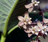 Смотреть изображение Asclepias syriaca