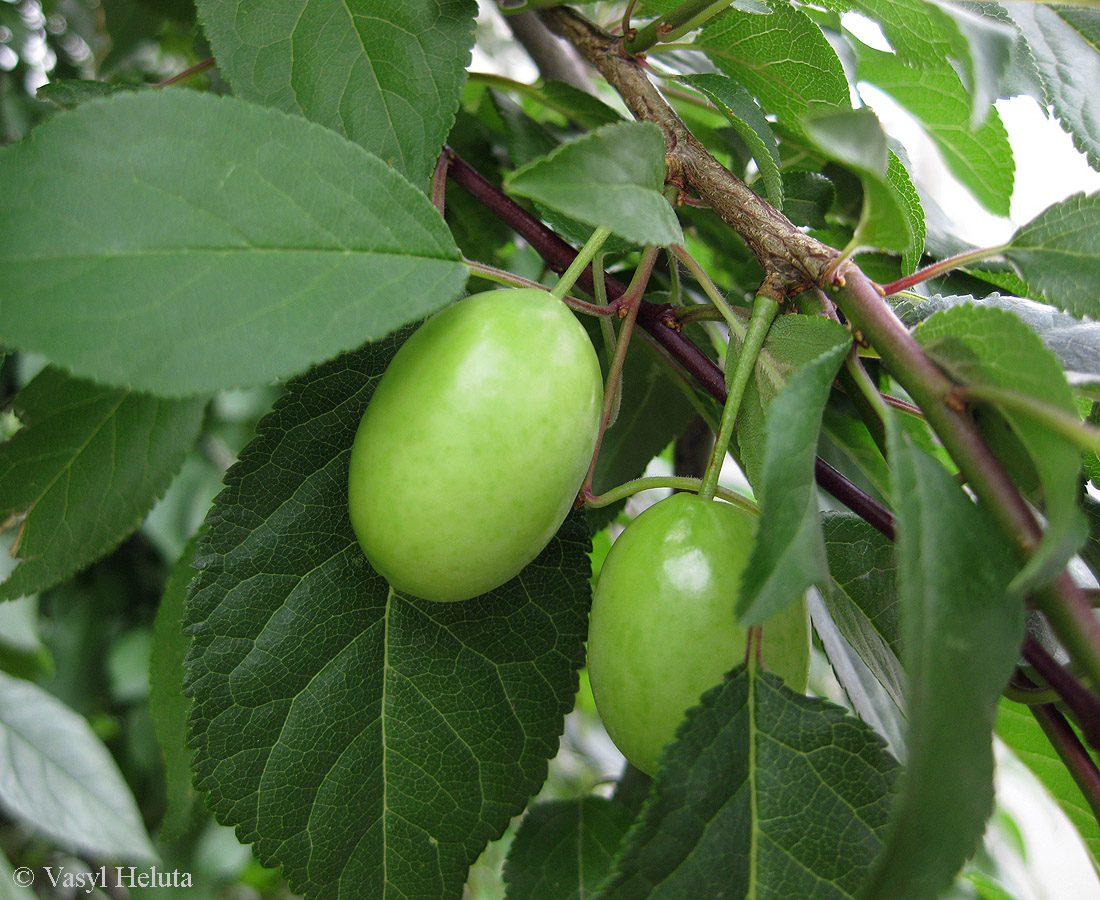 Image of Prunus cerasifera specimen.