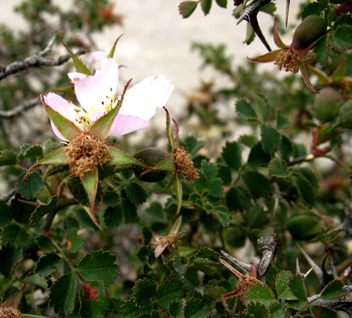 Image of Rosa kuhitangi specimen.