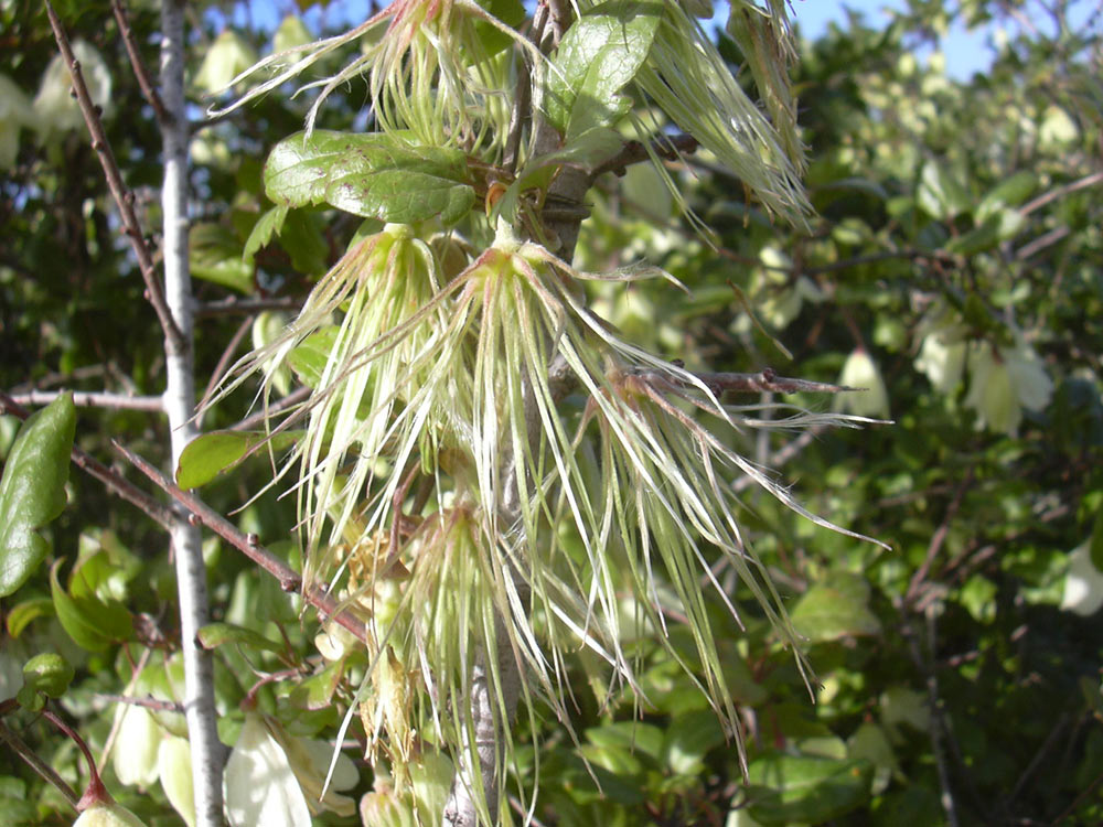 Изображение особи Clematis cirrhosa.