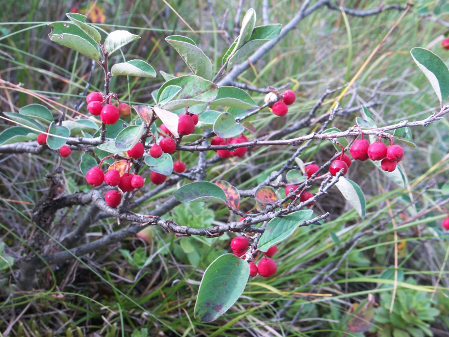 Image of Cotoneaster mamajevii specimen.