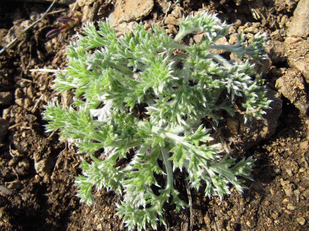 Image of genus Artemisia specimen.