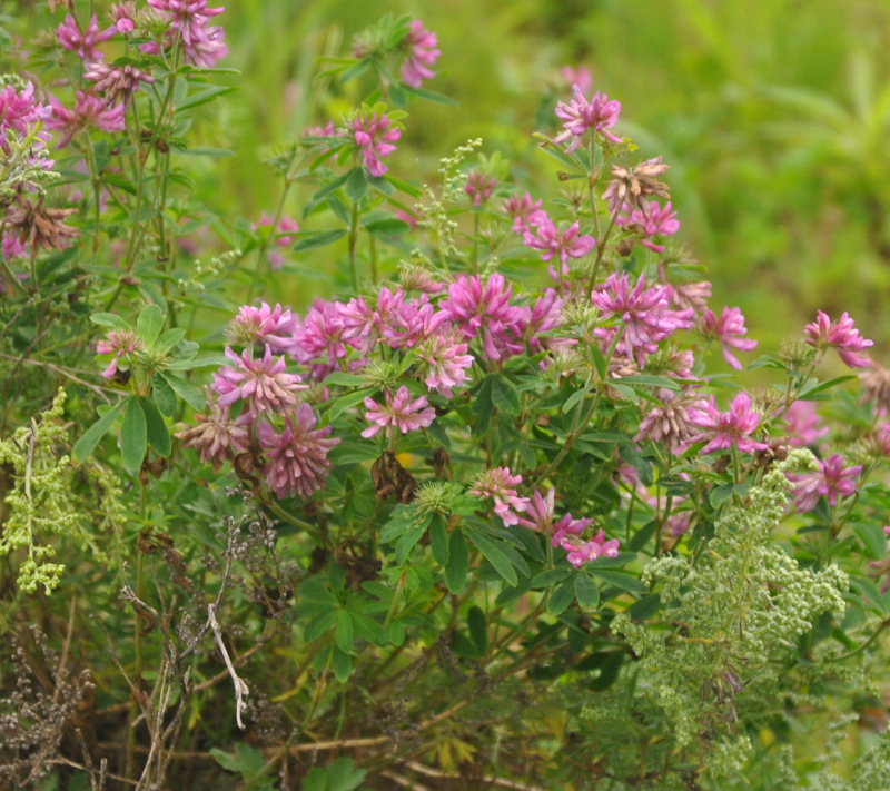 Image of Trifolium pacificum specimen.