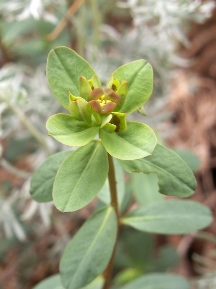 Image of Euphorbia pachyrrhiza specimen.