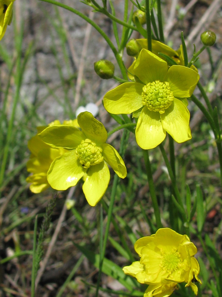 Image of Ranunculus pedatus specimen.