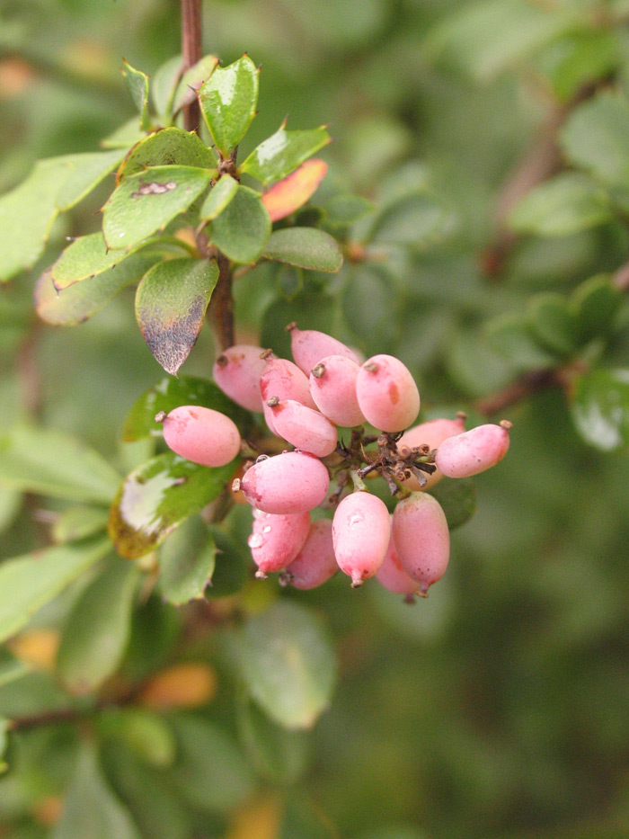 Изображение особи Berberis wilsonii.