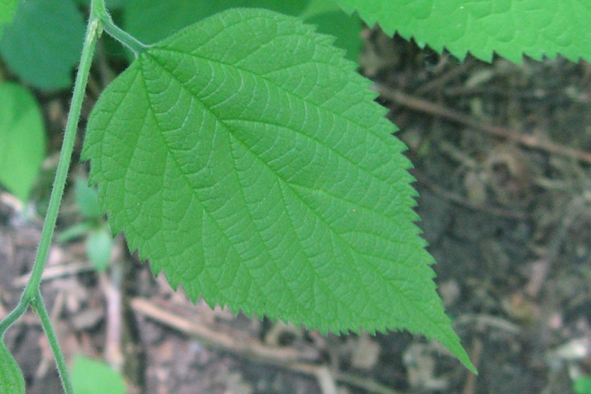 Image of Celtis australis specimen.