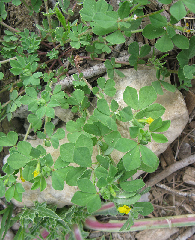 Изображение особи Lotus peregrinus.