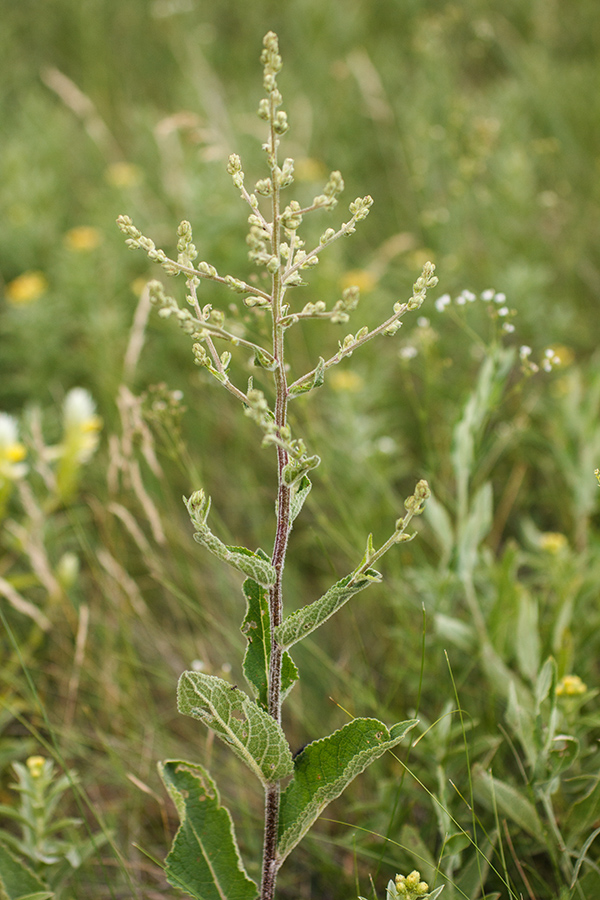 Image of Verbascum lychnitis specimen.