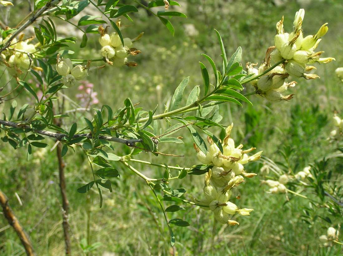 Image of Astragalus xanthotrichos specimen.