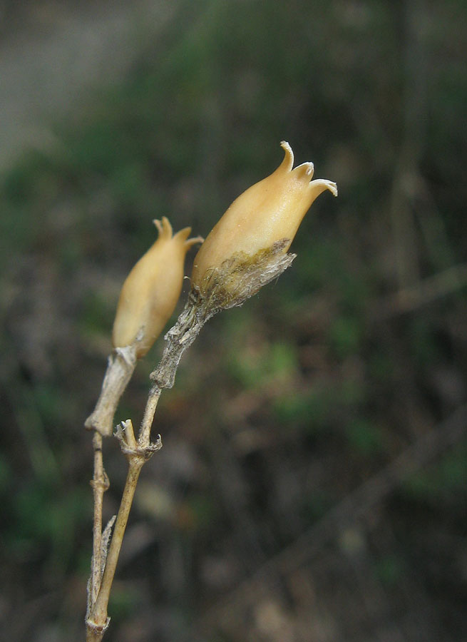 Image of Silene italica specimen.