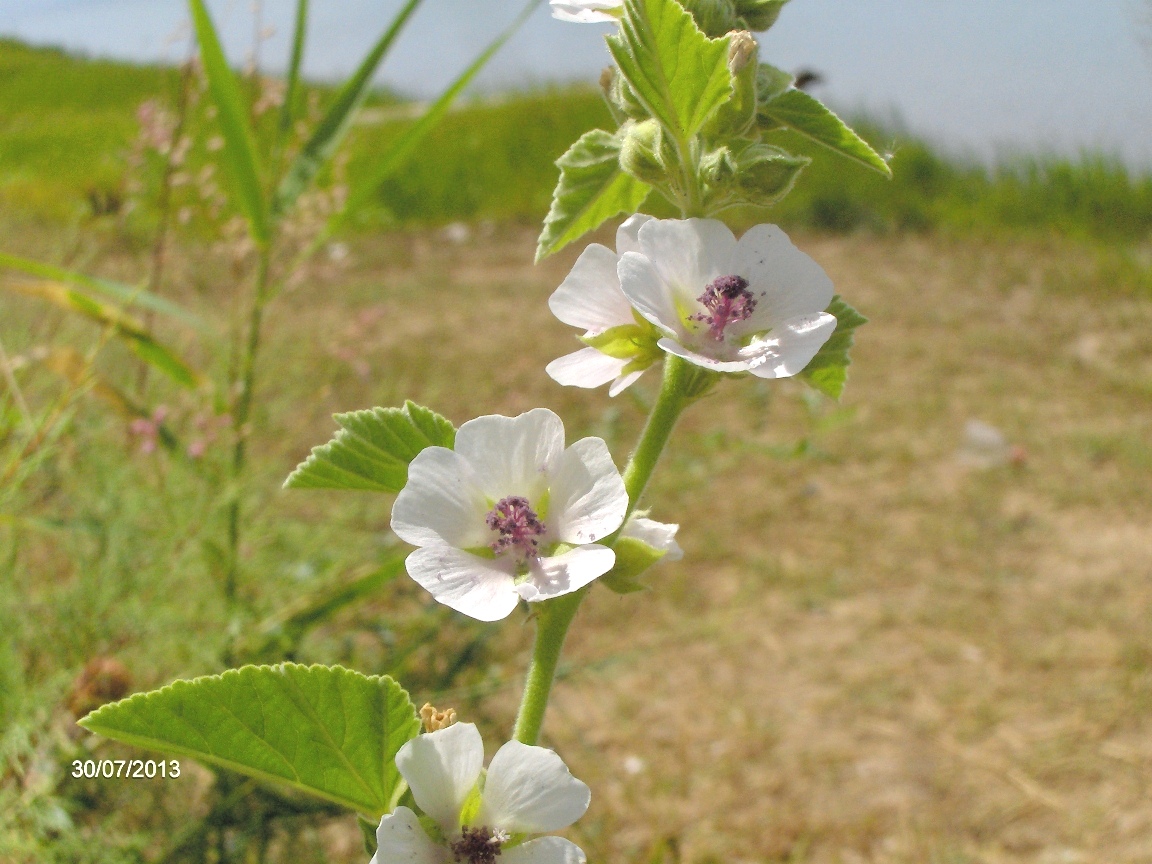 Image of Althaea officinalis specimen.