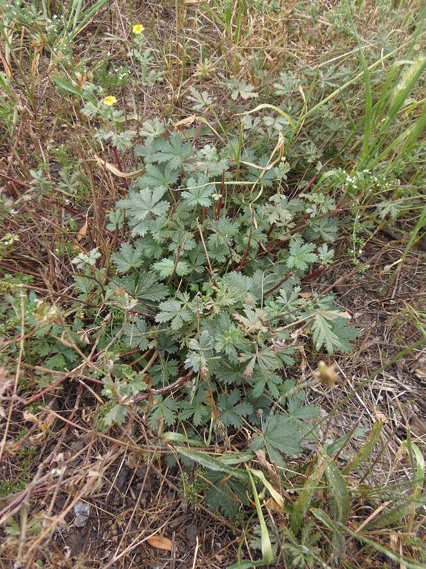 Изображение особи Potentilla intermedia.