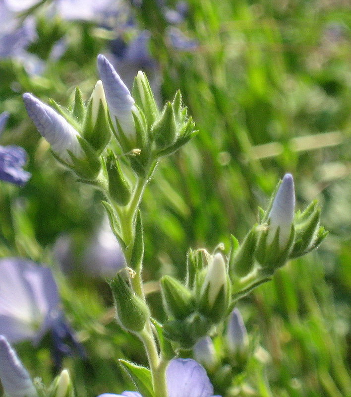 Изображение особи Linum lanuginosum.