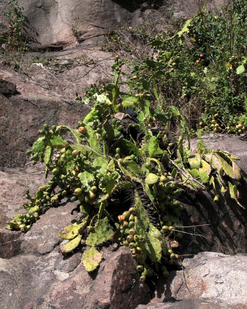 Image of Opuntia dillenii specimen.