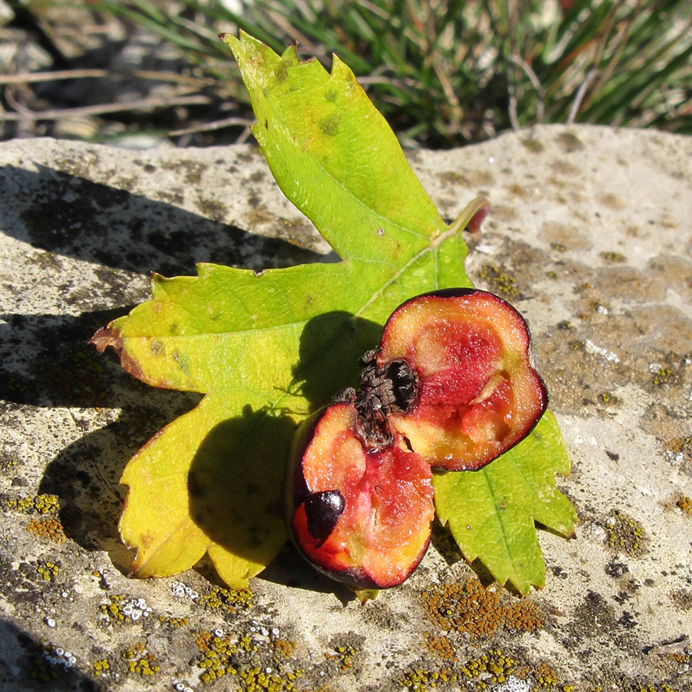 Image of Crataegus atrofusca specimen.