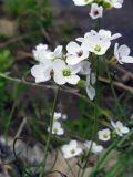 Cardamine pratensis. Соцветие. Иркутская обл., Усть-Кутский р-н, р. Паниха. 21.06.2009.