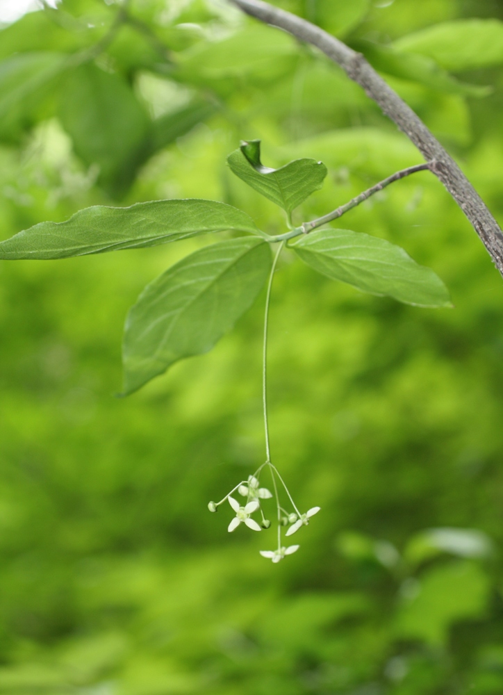 Изображение особи Euonymus latifolius.