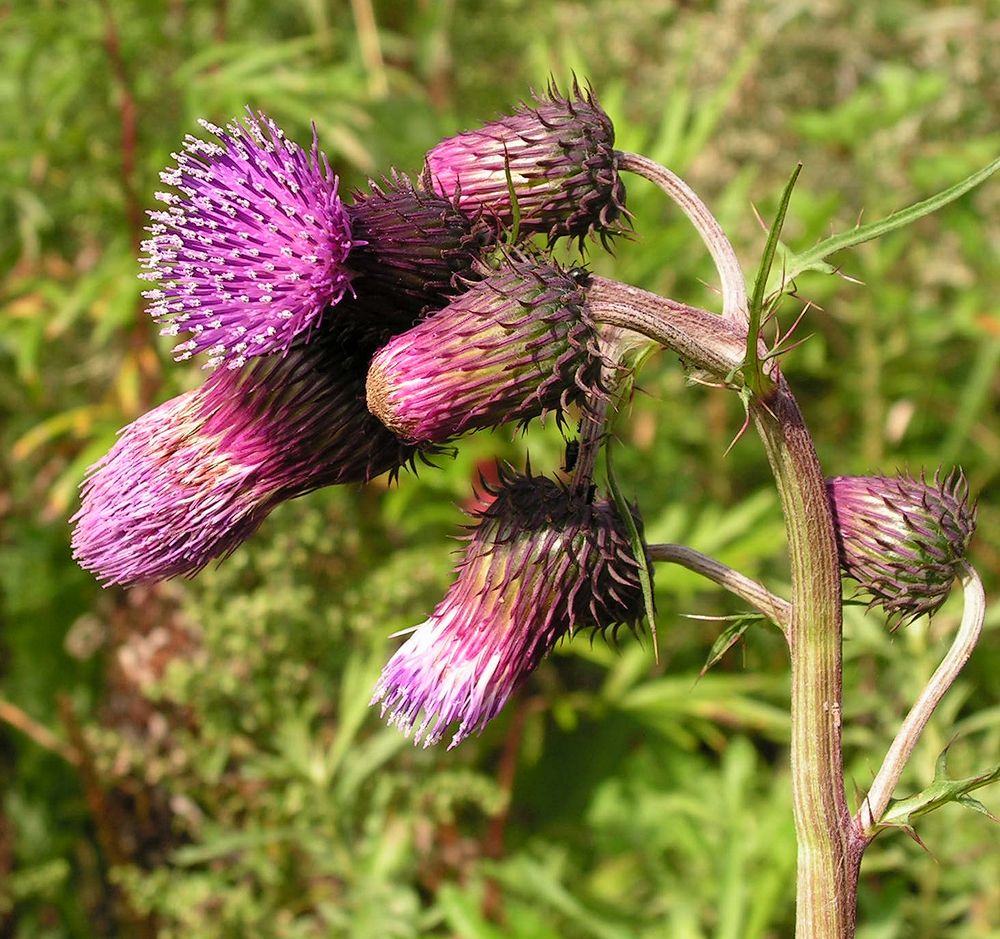 Изображение особи Cirsium pendulum.