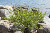 Salix phylicifolia. Плодоносящее растение на каменисто-песчаном берегу небольшого островка. Карелия, оз. Топозеро, песчано-валунный берег. 13.06.2013.