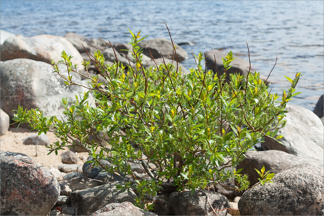 Image of Salix phylicifolia specimen.