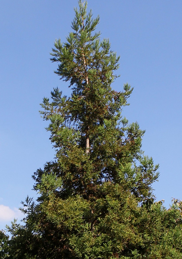 Изображение особи Cryptomeria japonica.