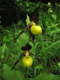 Cypripedium calceolus