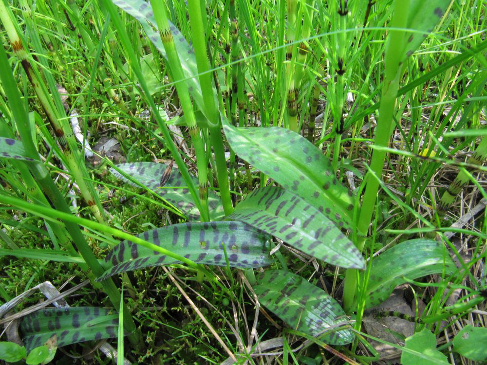 Image of Dactylorhiza fuchsii specimen.