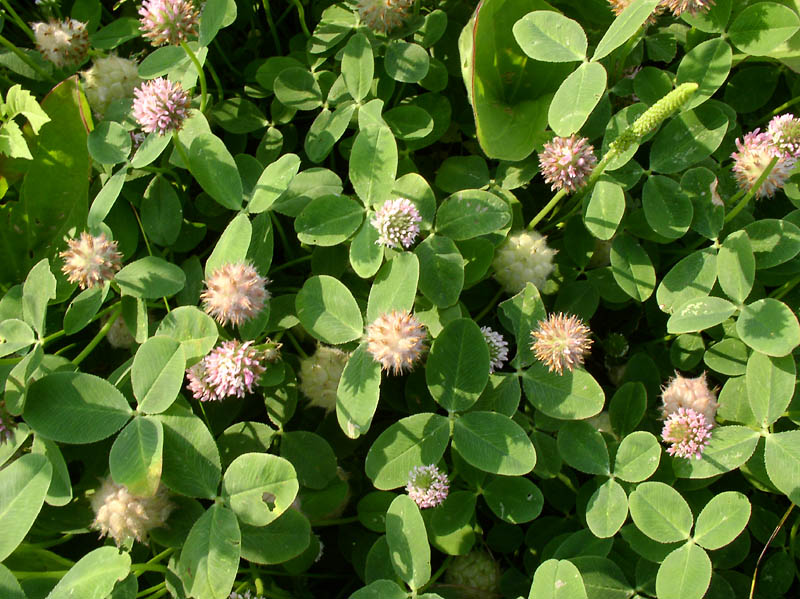 Image of Trifolium fragiferum specimen.