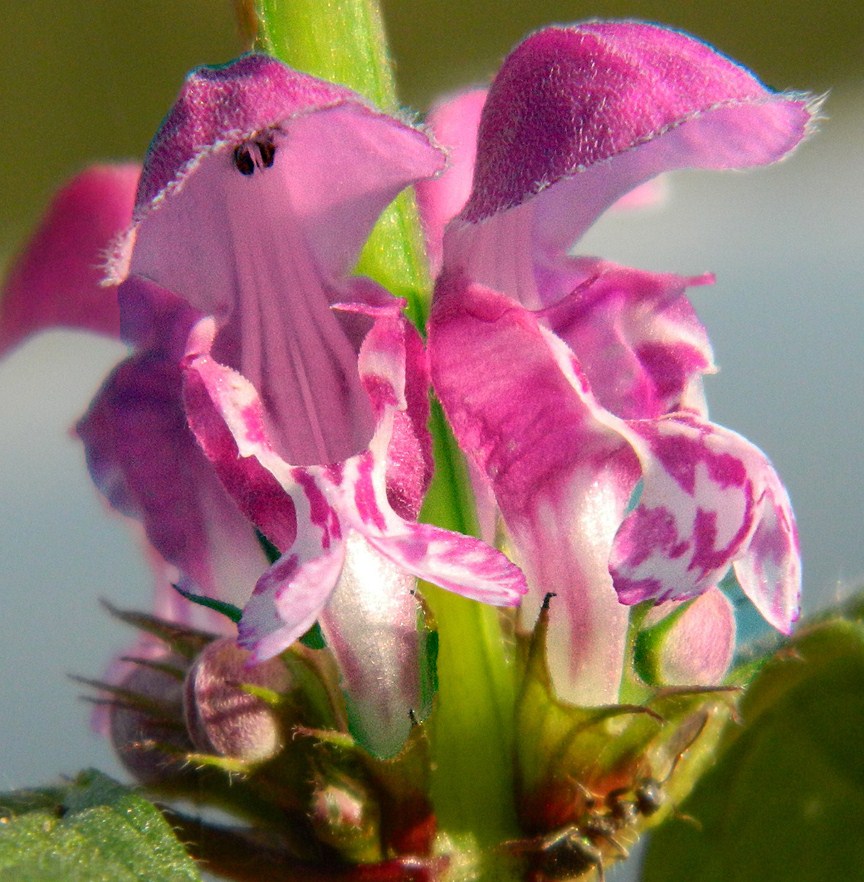 Image of Lamium maculatum specimen.