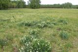 Смотреть изображение Lathyrus multijugus