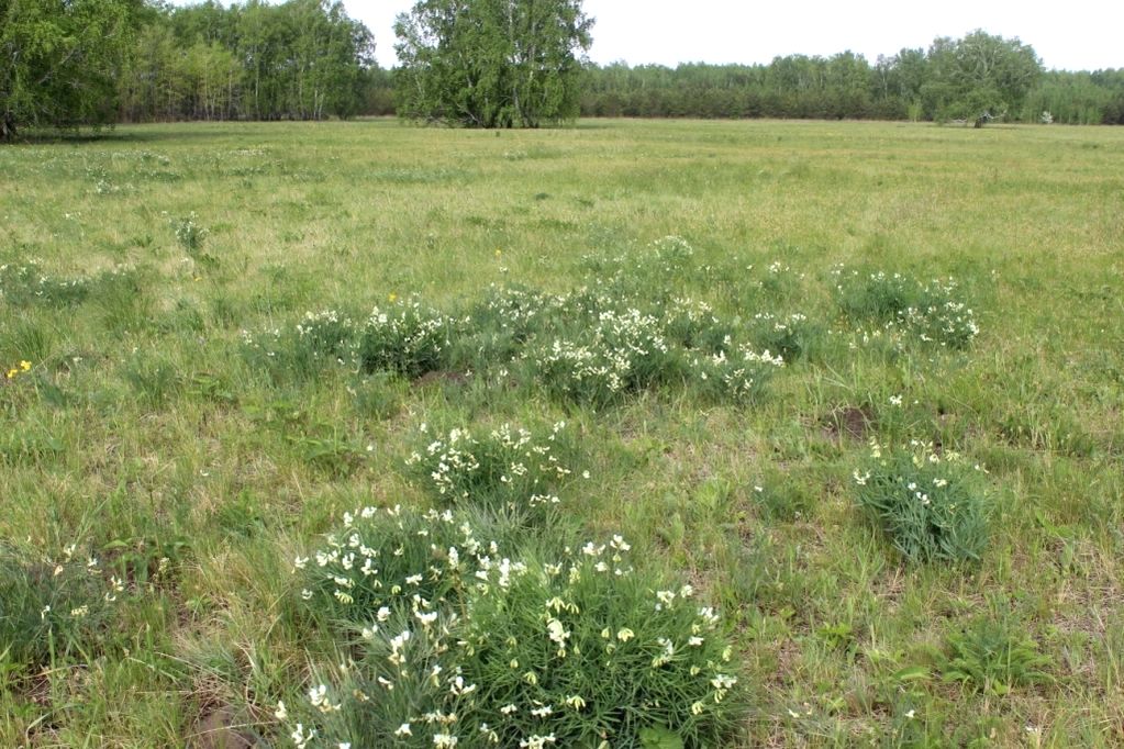 Изображение особи Lathyrus multijugus.