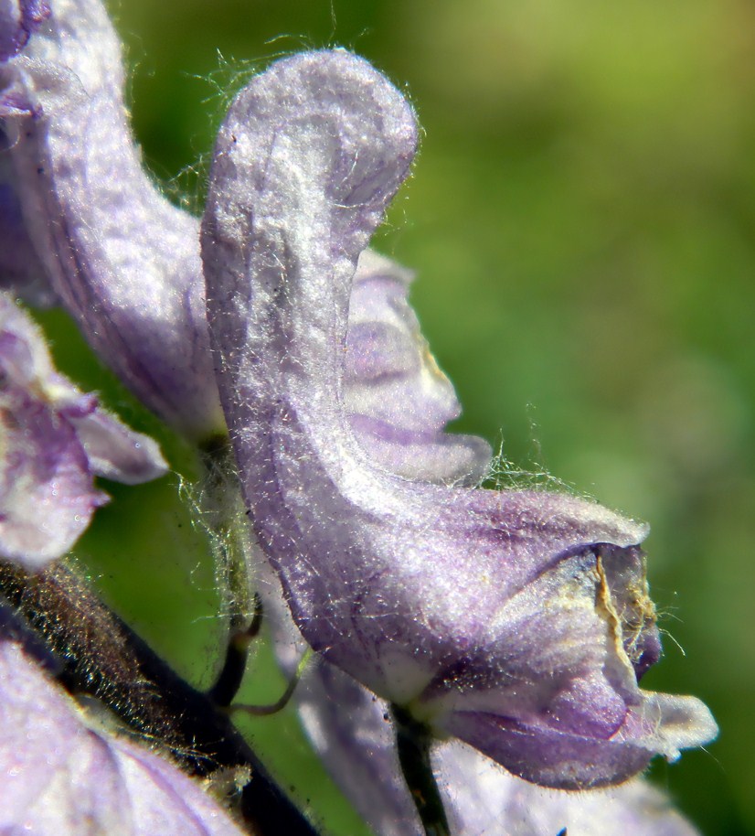 Image of Aconitum septentrionale specimen.